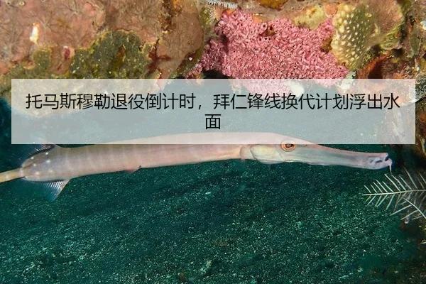tuo-ma-si-mu-lei-tui-yi-dao-ji-shi-bai-ren-feng-xian-huan-dai-ji-hua-fu-chu-shui-mian-2-153.jpg