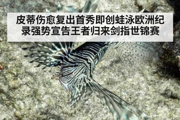 皮蒂伤愈复出首秀即创蛙泳欧洲纪录强势宣告王者归来剑指世锦赛